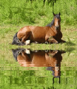cheval reflet