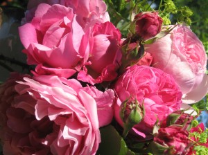 roses - Florence Petit-Bateau copyright pour le jardin de Joéliah.