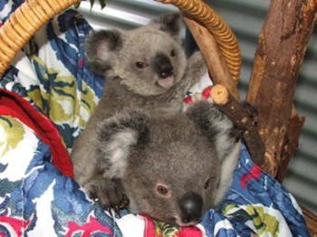 koala8