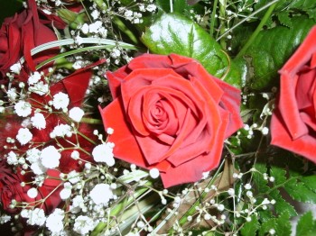 Roses Joéliah copyright