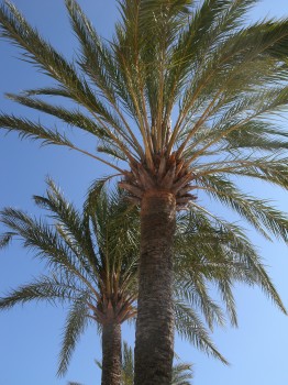 Joeliah palmiers