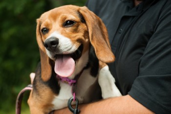 44492588 - young beagle rides safely and happily in her master's arms.